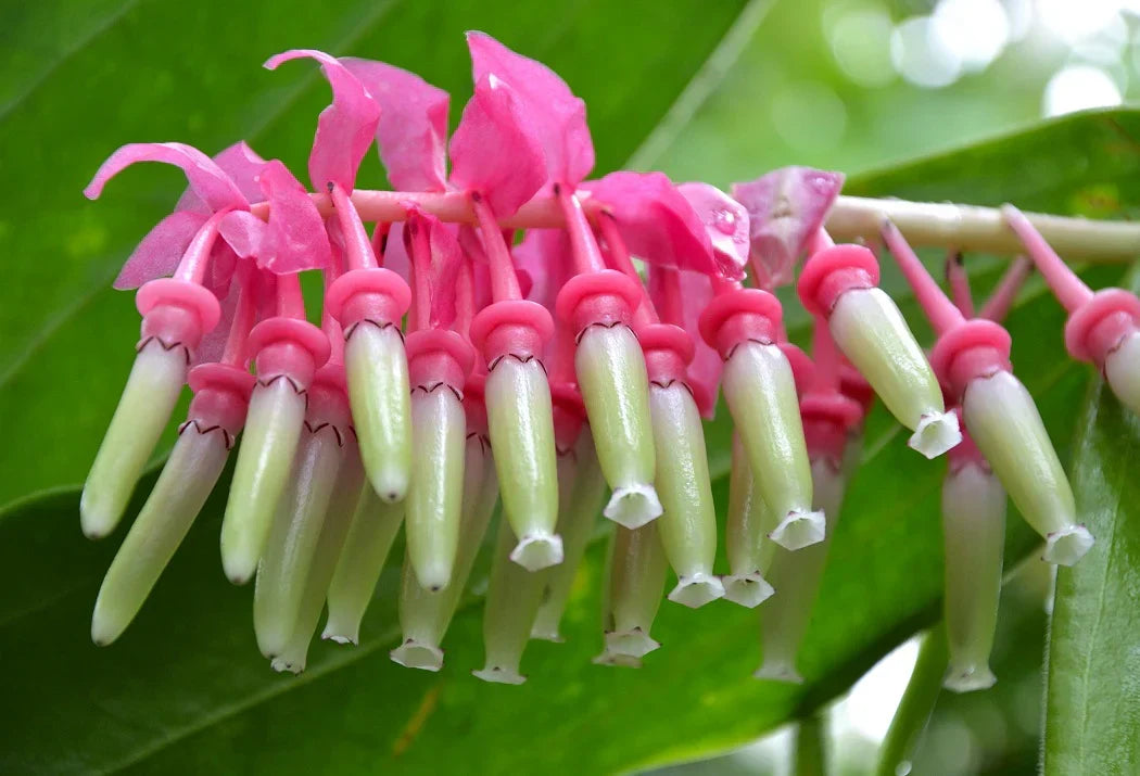 Non-GMO Cavendishia Grandifolia Flower Seeds