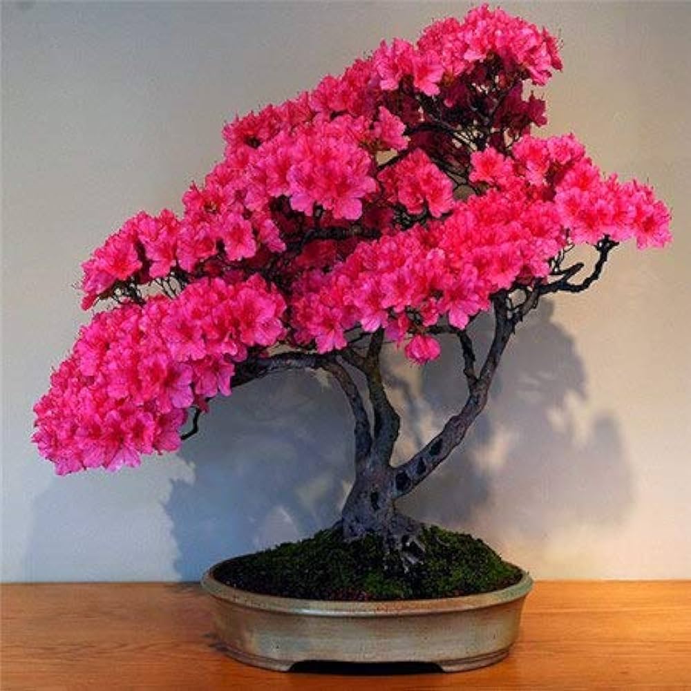 Non-GMO Cerasus Pink Flower Seeds for Gardening