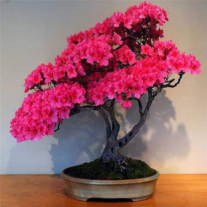 Non-GMO Cerasus Pink Flower Seeds for Gardening