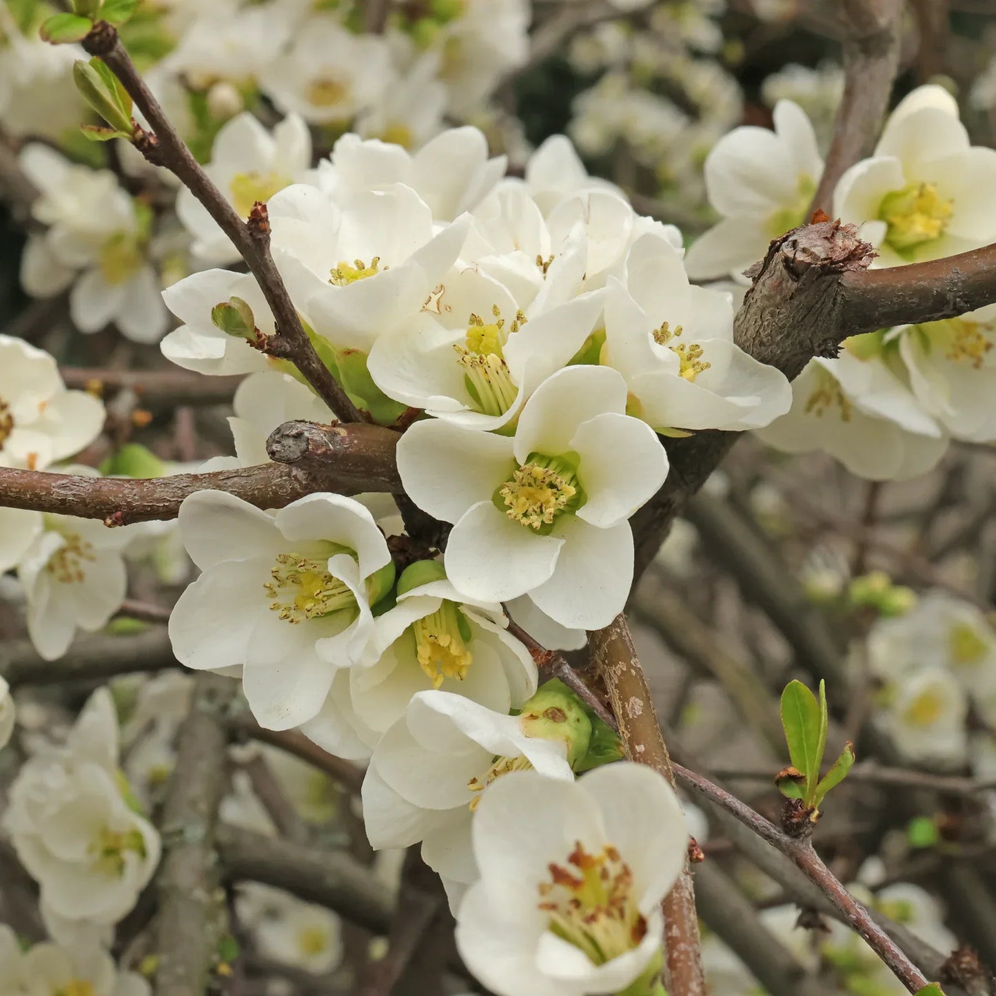 Non-GMO Chaenomeles seeds for garden landscaping