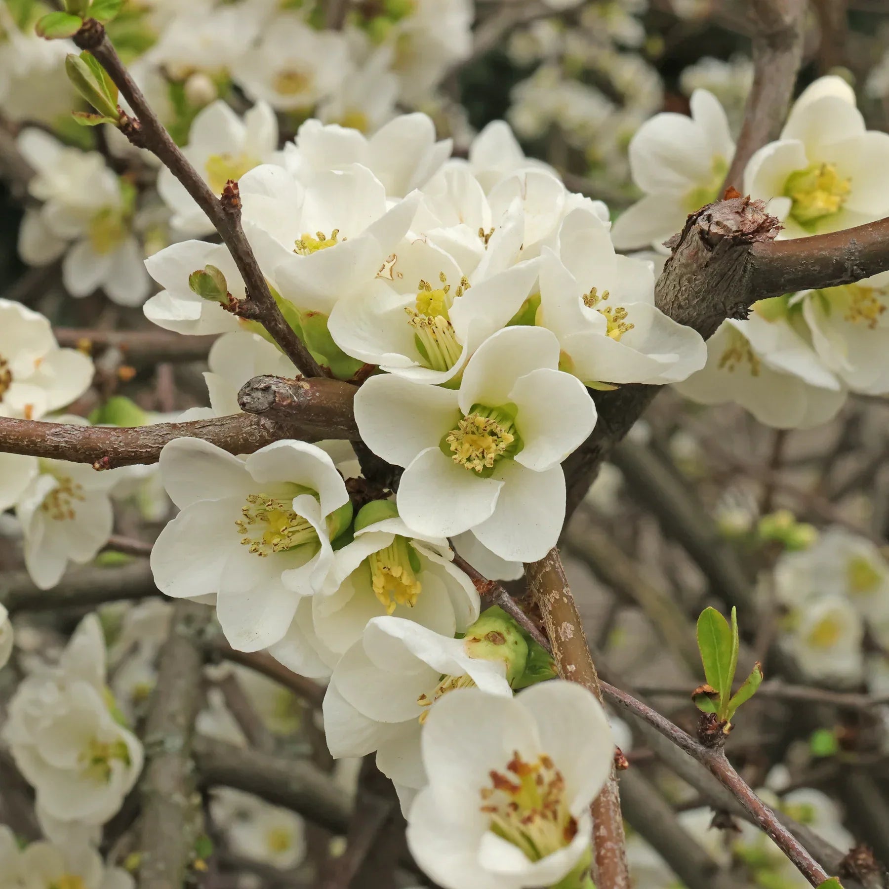 Non-GMO Chaenomeles seeds for garden landscaping