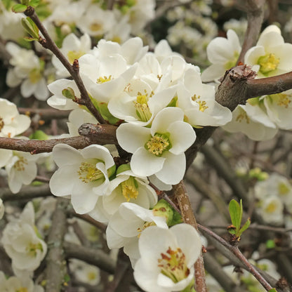 Non-GMO Chaenomeles seeds for garden landscaping