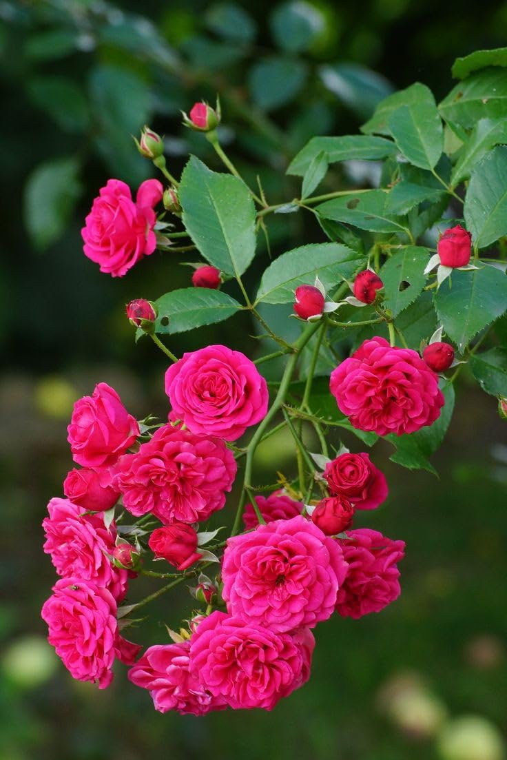 Non-GMO Deep Pink Climbing Rose Seeds for Gardening