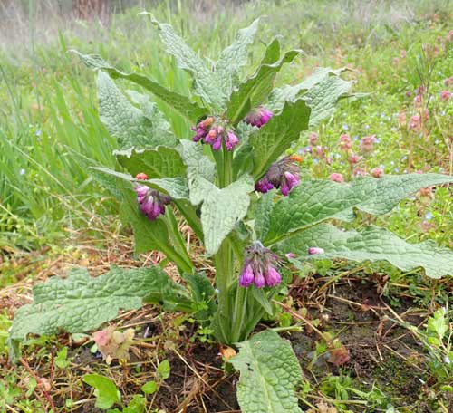 Non-GMO Comfrey flower seeds for pollinator gardens