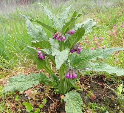 Non-GMO Comfrey flower seeds for pollinator gardens