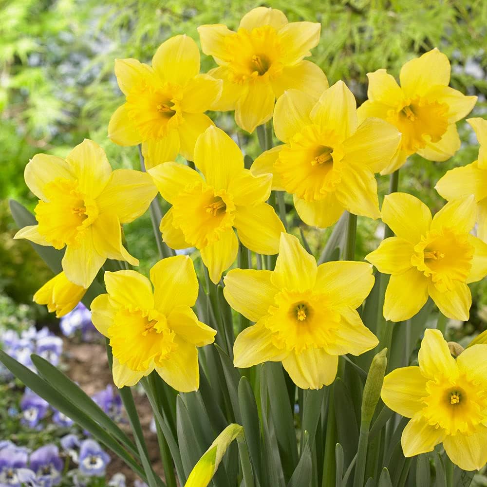 Non-GMO Daffodil Flower Seeds for Spring Gardening