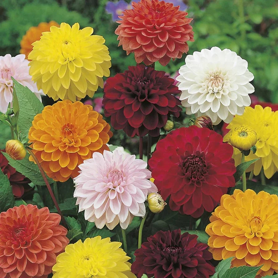 Non-GMO Dahlia Garden Seeds for Summer Flowering