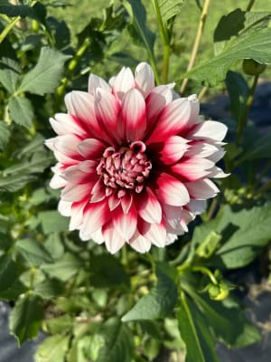 Non-GMO Red & White Dahlia Seeds for Home Gardening