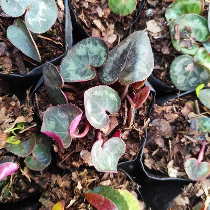 Non-GMO Dark Blue Cyclamen Flower Seeds