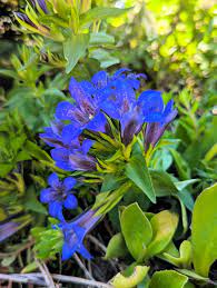 Non GMO Dark Blue Gentian seedlings emerging from soil