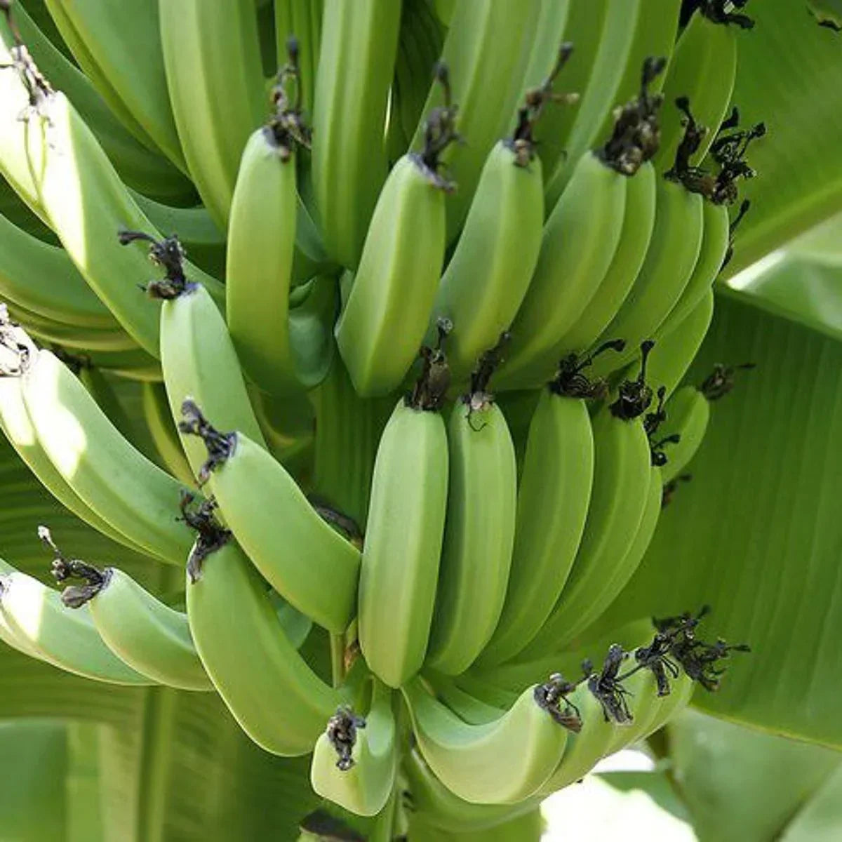 Non-GMO dark green banana seeds for home gardening