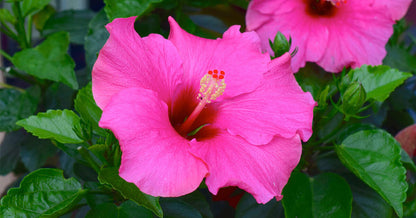 Non-GMO Dark Pink Hibiscus Seeds for Gardening
