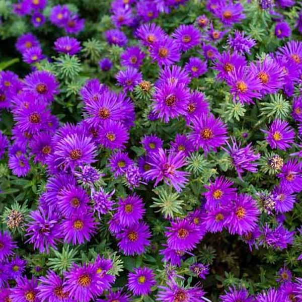 Non-GMO Dark Purple Aster Seeds for Home Gardening