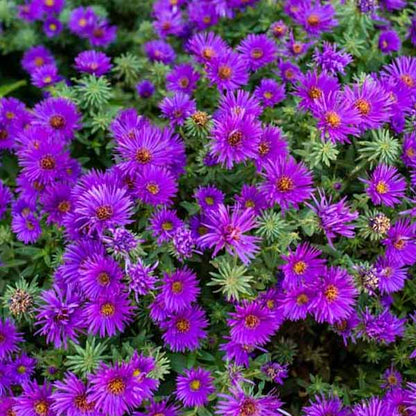Non-GMO Dark Purple Aster Seeds for Home Gardening