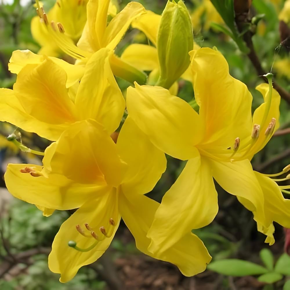 Non-GMO Dark Yellow Azalea Flower Seeds