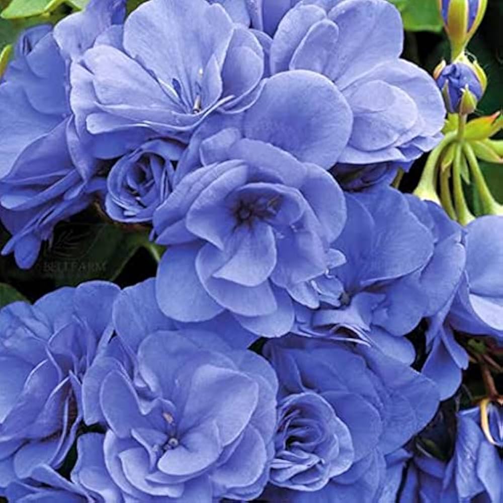 Non-GMO Deep Blue Univalve Geranium Flower Seeds
