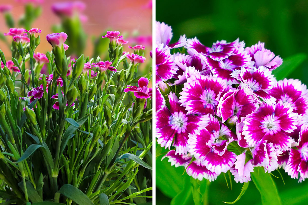 Non-GMO Dianthus Caryophyllus Rose Mix Seeds for Gardening