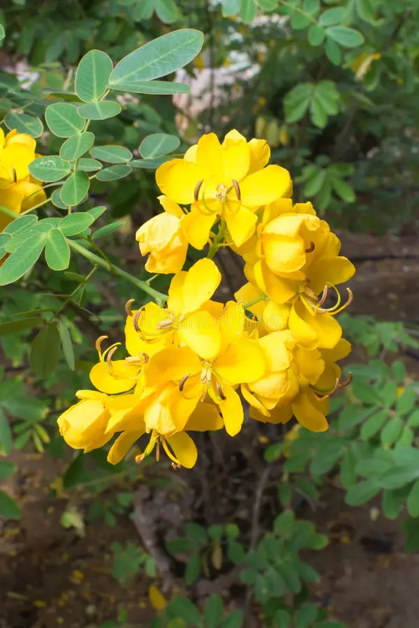 Non-GMO Didymobotrya Flower Seeds for Gardening