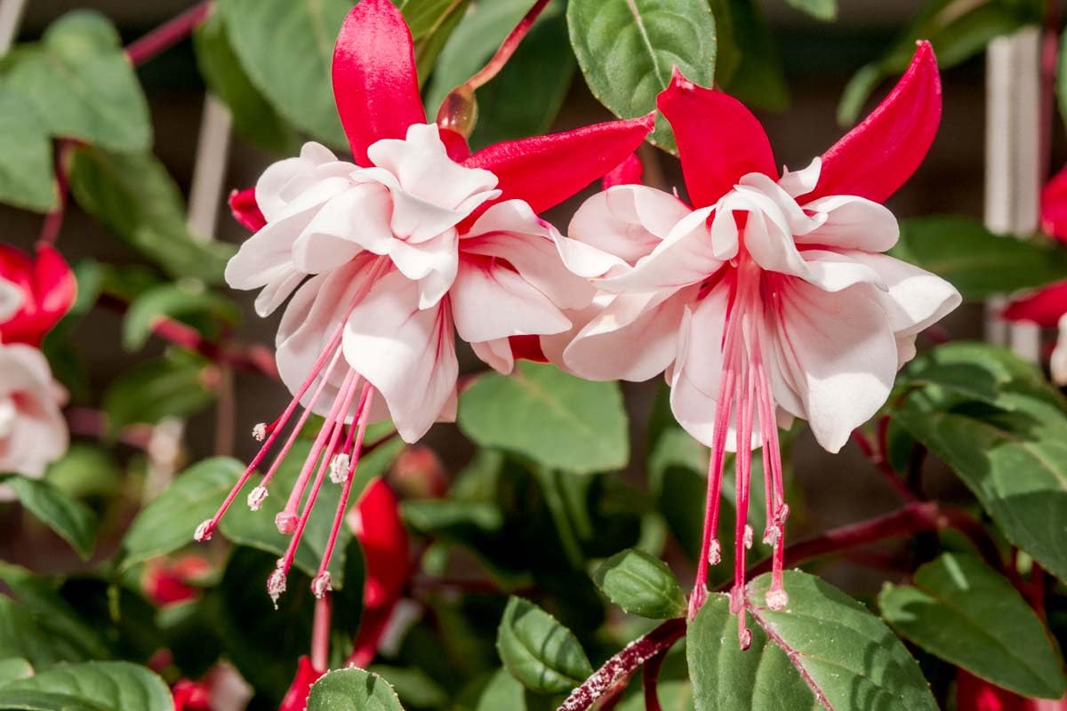Non-GMO Double Petal Fuchsia Seeds for Gardening