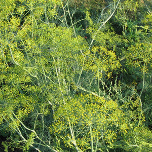Non-GMO Dukat Dill seeds for herb and pollinator gardens