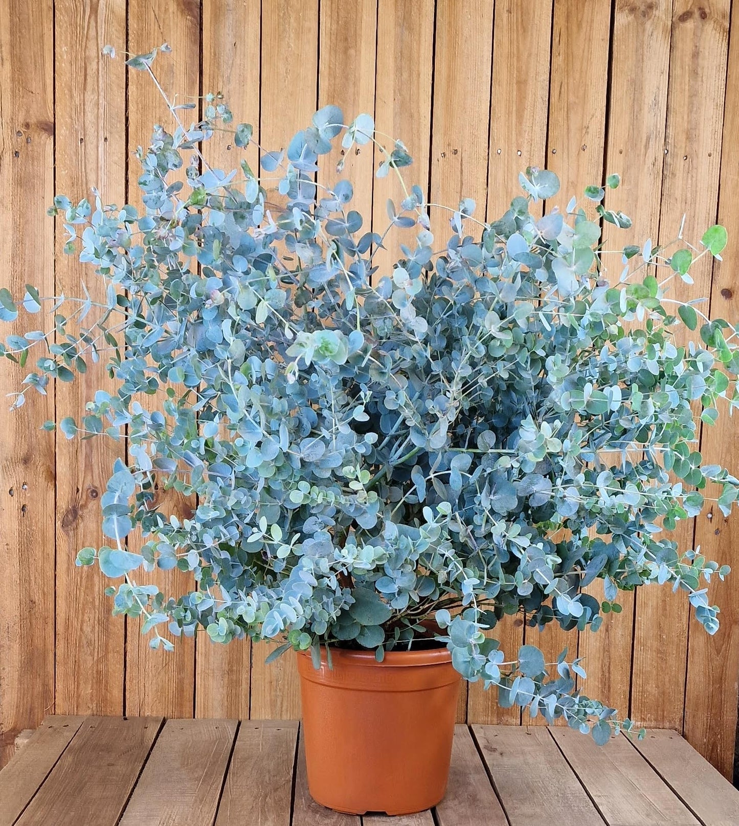 Non-GMO Silver Drop Eucalyptus Seeds Pack Eucalyptus Gunnii