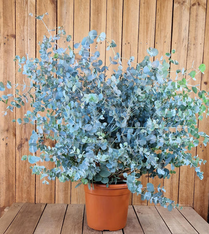 Non-GMO Silver Drop Eucalyptus Seeds Pack Eucalyptus Gunnii