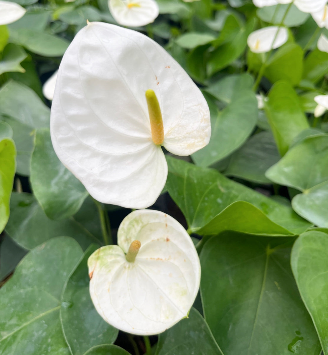 Non-GMO Exotic Anthurium Flower Seeds
