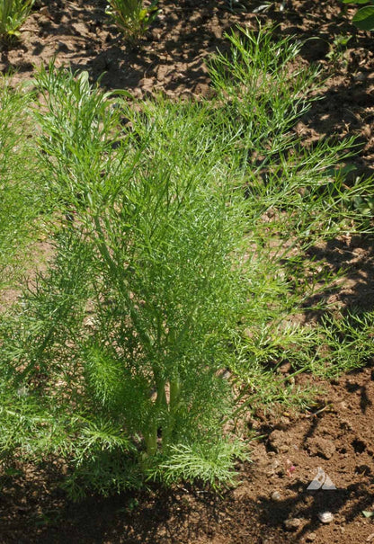 Non-GMO Fennel seeds for wildlife and pollinator gardens