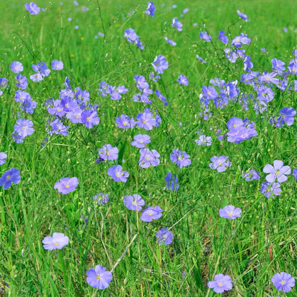 Non-GMO Flax wildflower seeds for pollinator gardens
