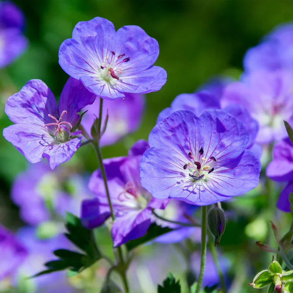 Non-GMO Geranium Pelargonium Peltatum Seeds