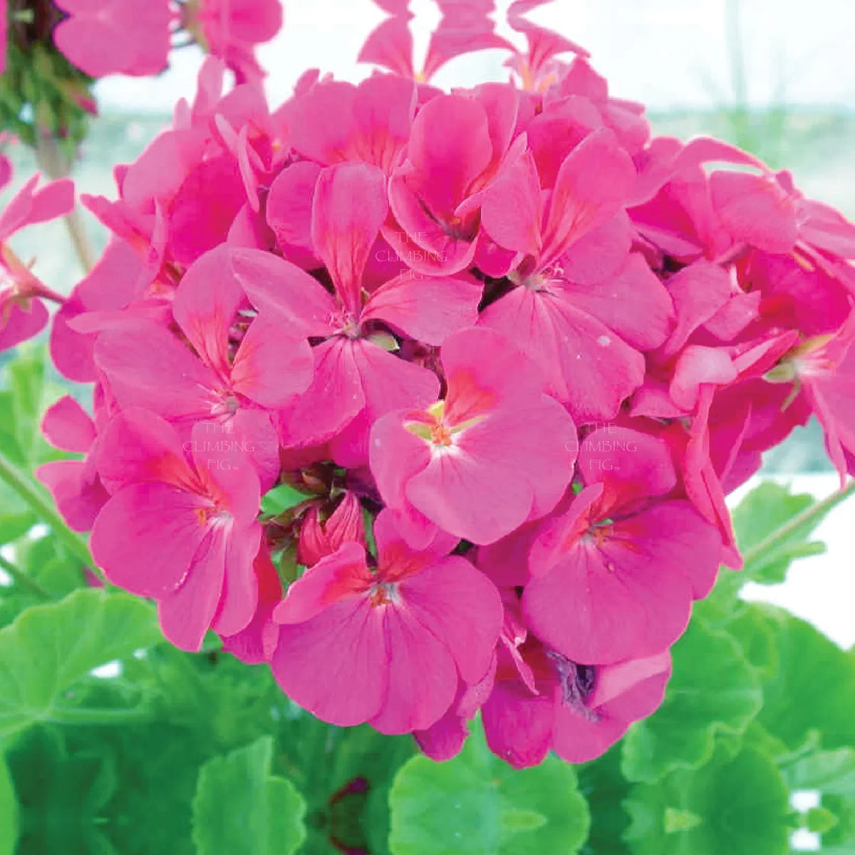 Non-GMO Geranium Flower Seeds