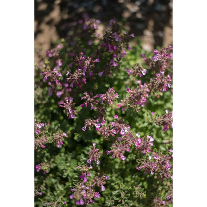 Non-GMO Germander flower seeds for dry gardens
