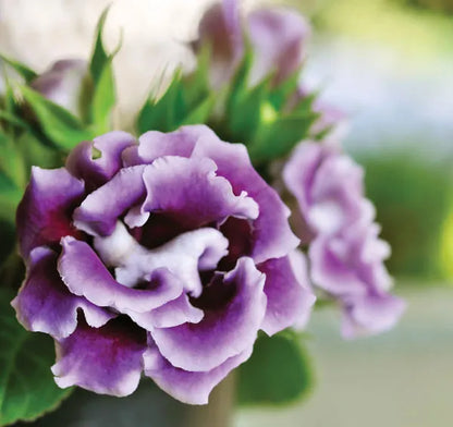 Non-GMO Blue and White Gloxinia Planting Seeds