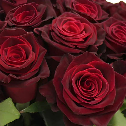Non-GMO Gray and Red Rare Rose Seeds for Gardening