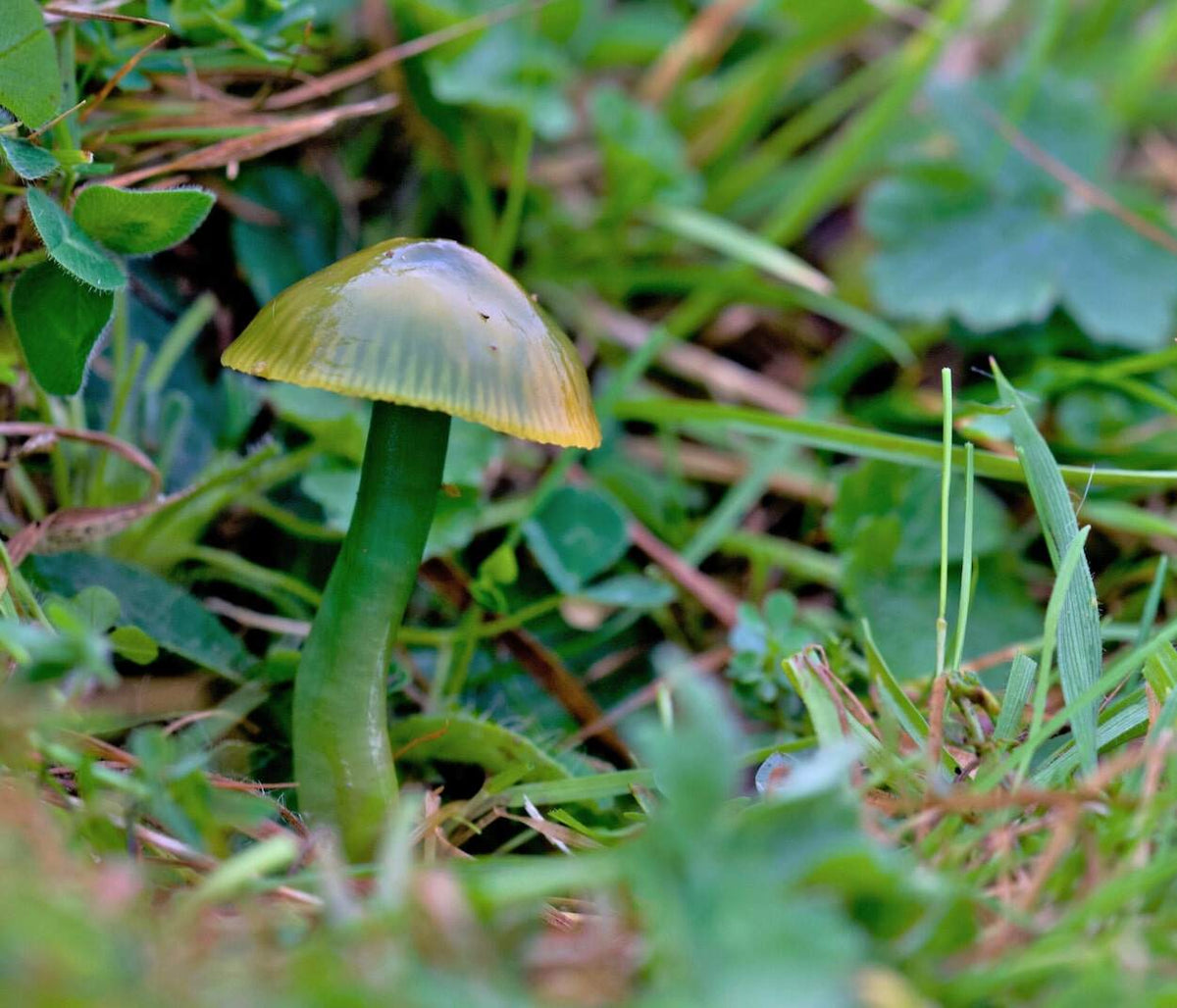 Non GMO green mushroom seeds for indoor cultivation