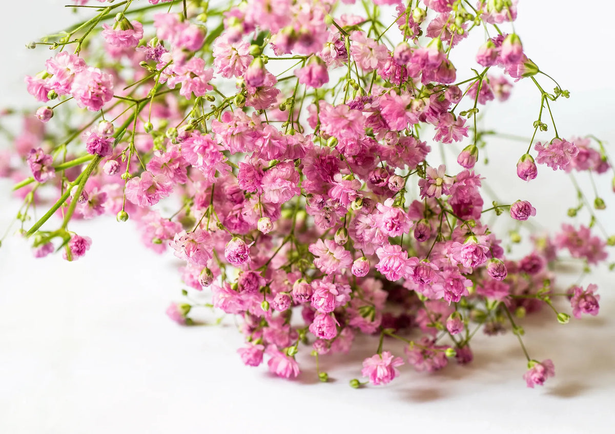 Premium Non-GMO Gypsophila Paniculata Seeds