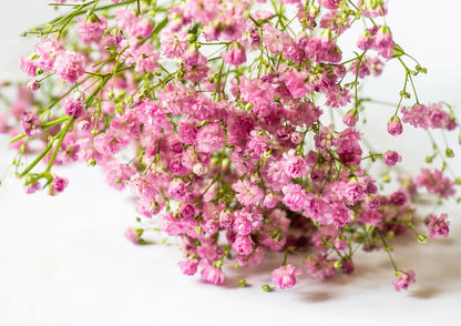Premium Non-GMO Gypsophila Paniculata Seeds