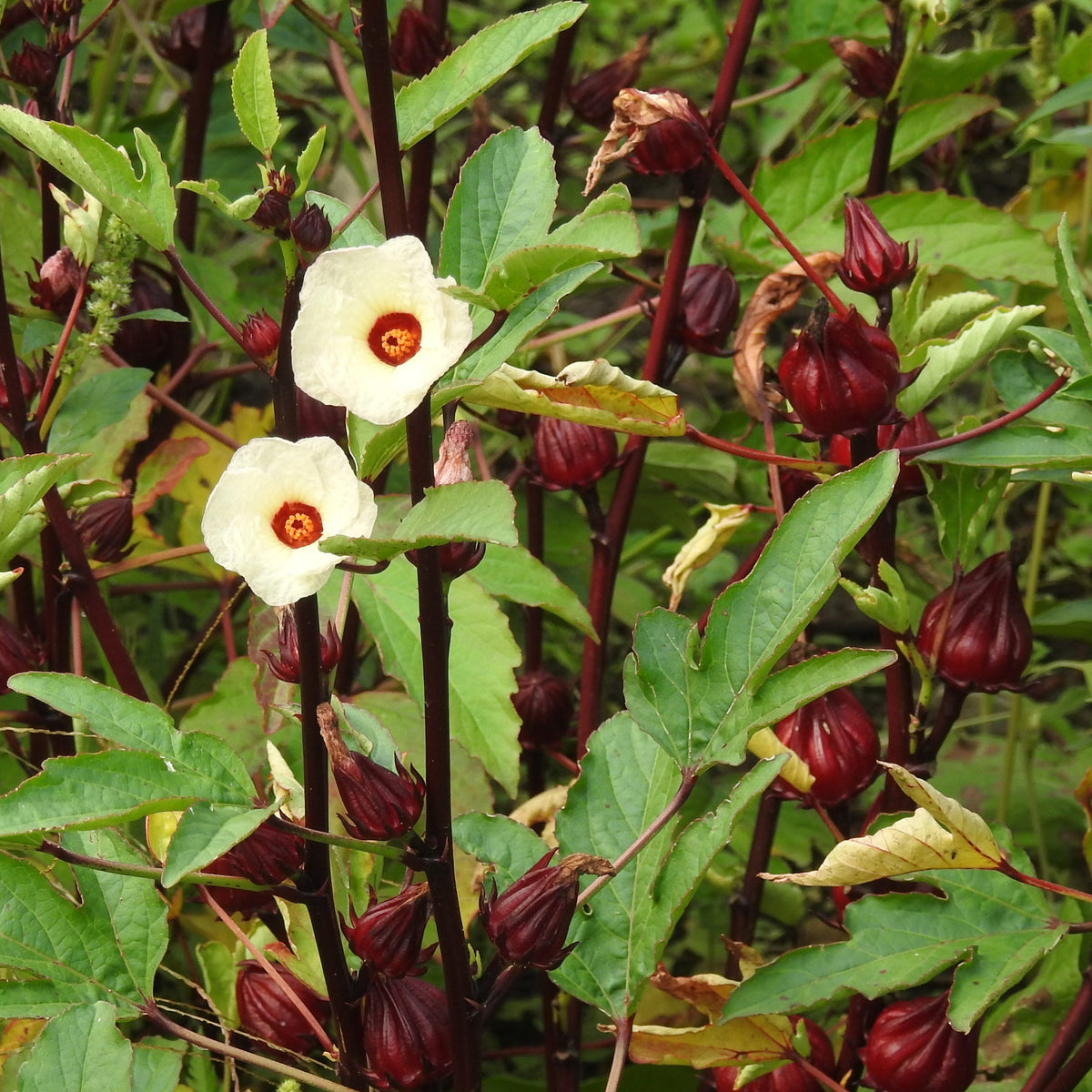 Non-GMO Hibiscus Roselle plant seeds for ornamental gardens