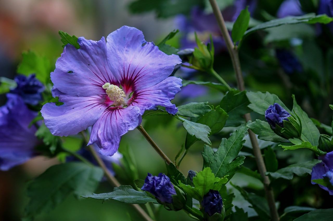 Non-GMO Dark Blue Hibiscus Seeds