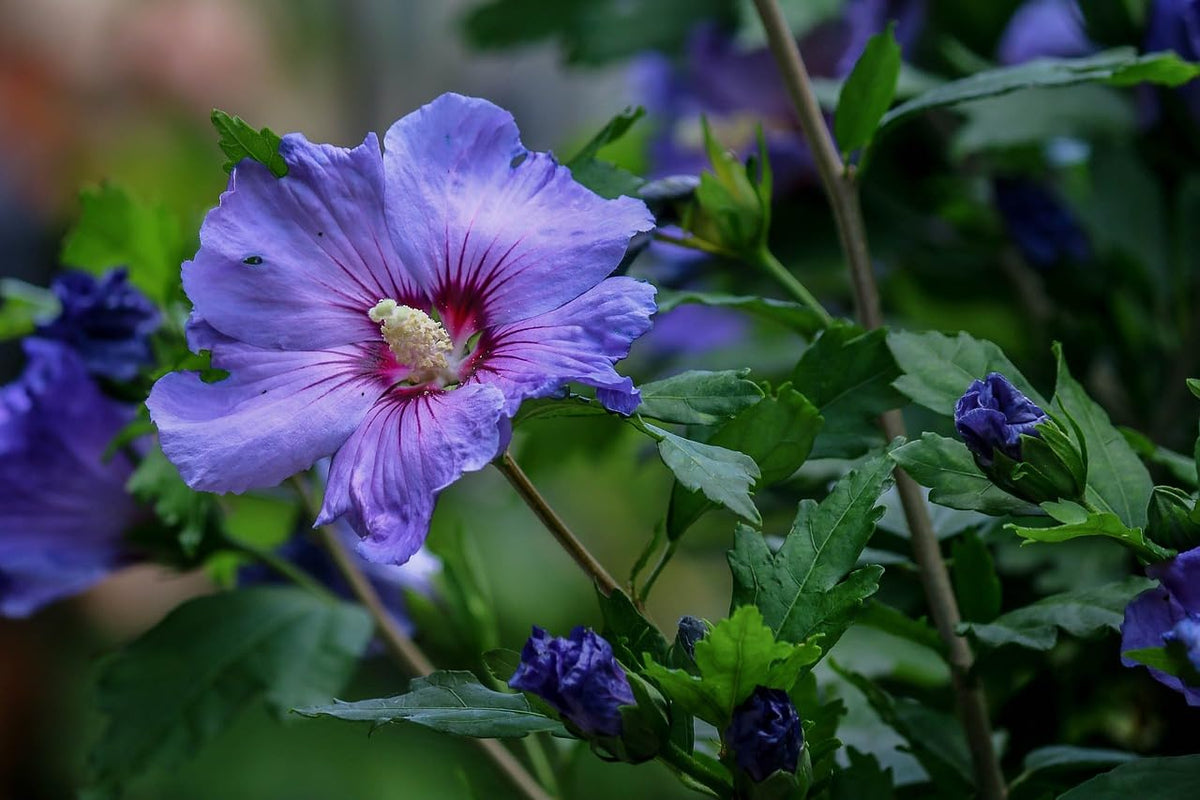 Non-GMO Dark Blue Hibiscus Seeds