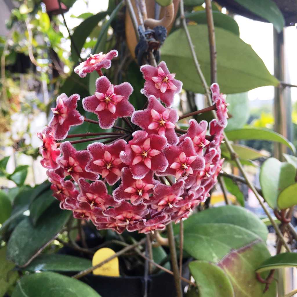 Non-GMO Hoya Carnosa Seeds for Home Gardening