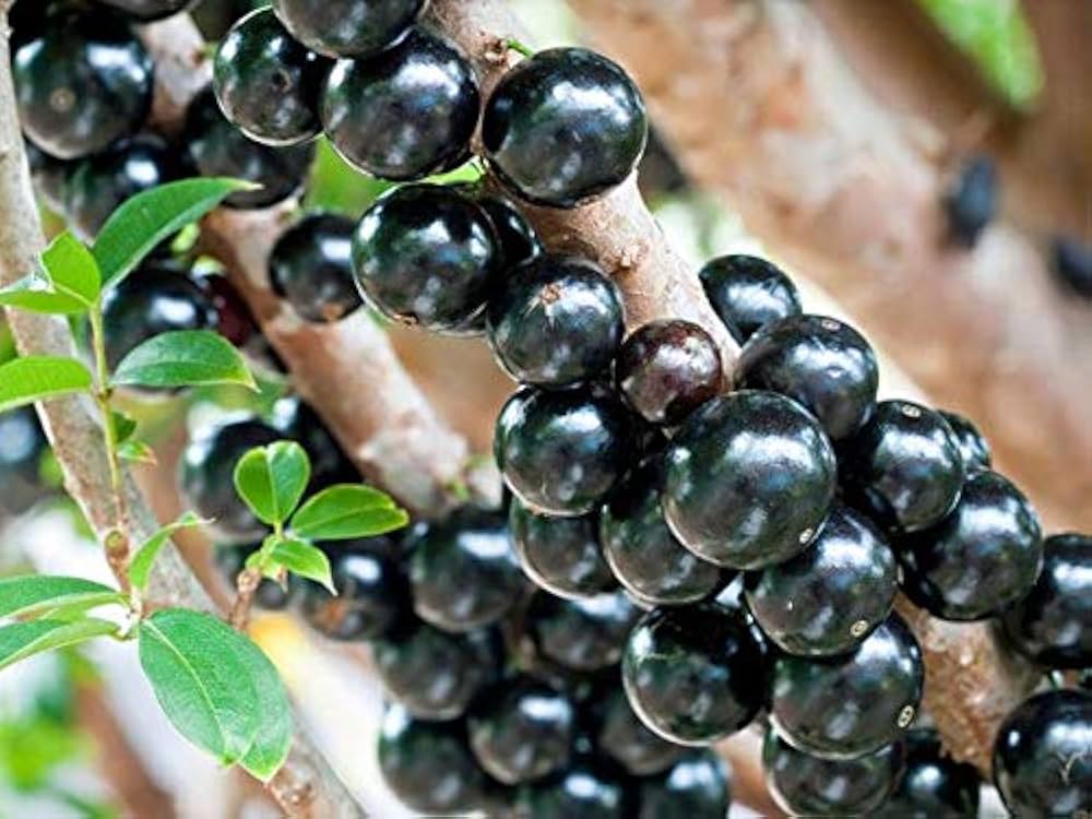 Non-GMO jabuticaba seeds for growing tropical fruit trees