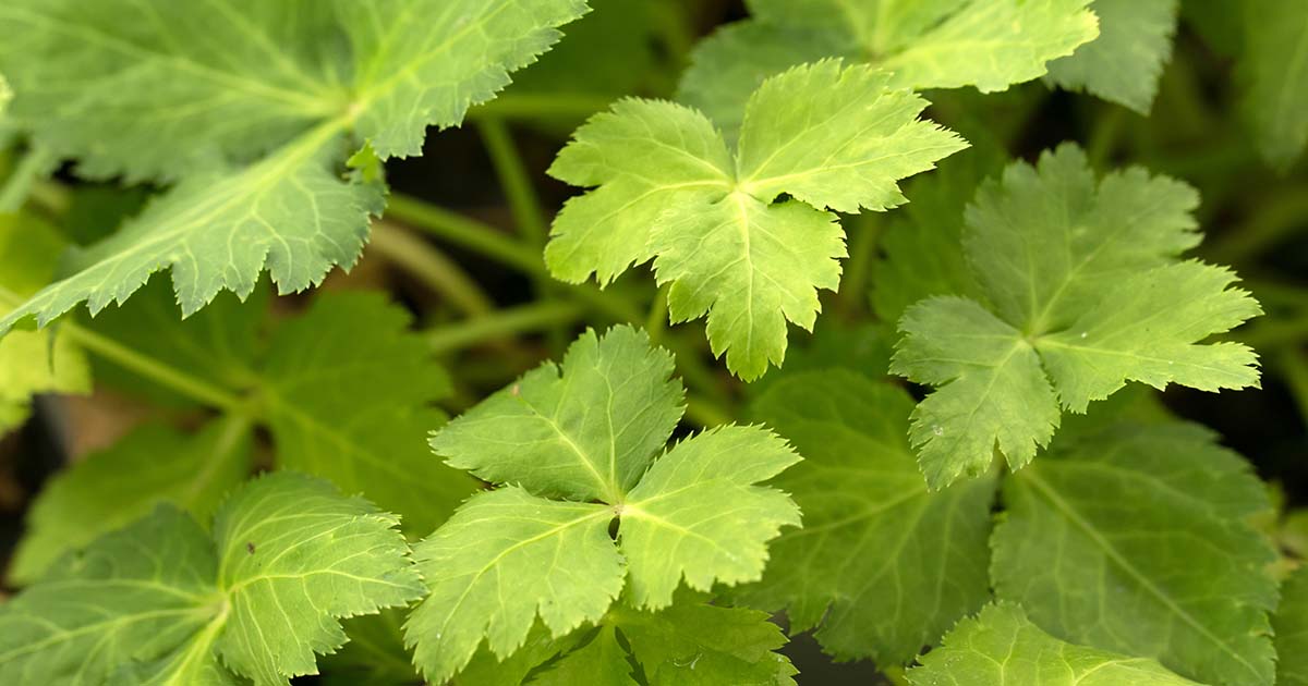 Non-GMO Mitsuba Japanese Parsley seeds for shade gardens