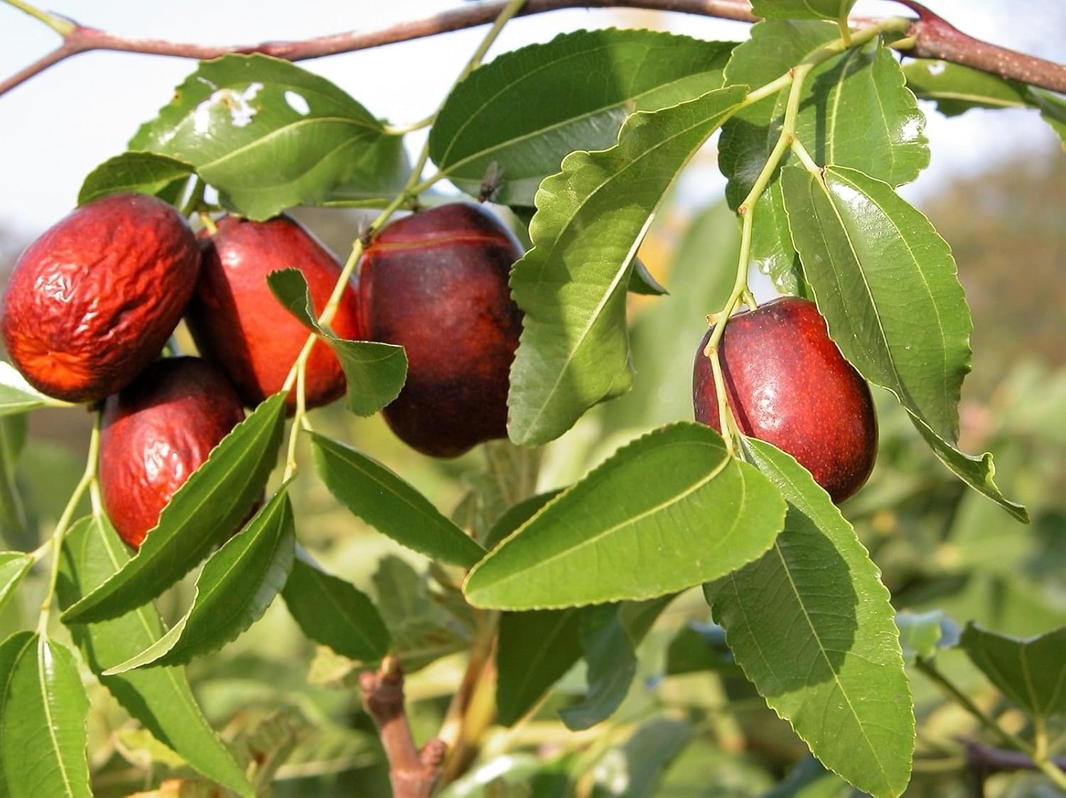 Non-GMO jujube seeds for edible fruit gardening