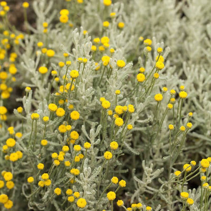 Non-GMO Lavender Cotton seeds for dry landscape gardens