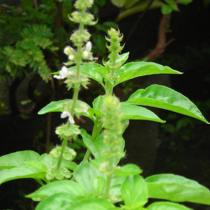 Non GMO Lemon Basil seeds for planting
