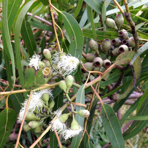 Non-GMO Lemon Eucalyptus plant seeds for landscaping