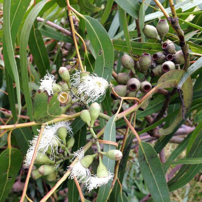 Non-GMO Lemon Eucalyptus plant seeds for landscaping