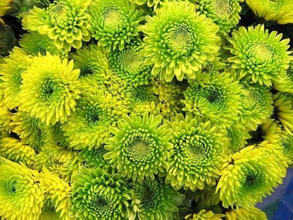Non-GMO Light Green Aster Seeds for Home Gardens