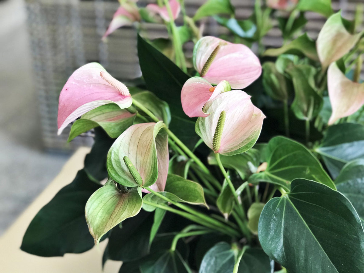 Non-GMO Light Pink Anthurium Seeds for Easy Planting